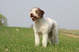 LAGOTTO 140